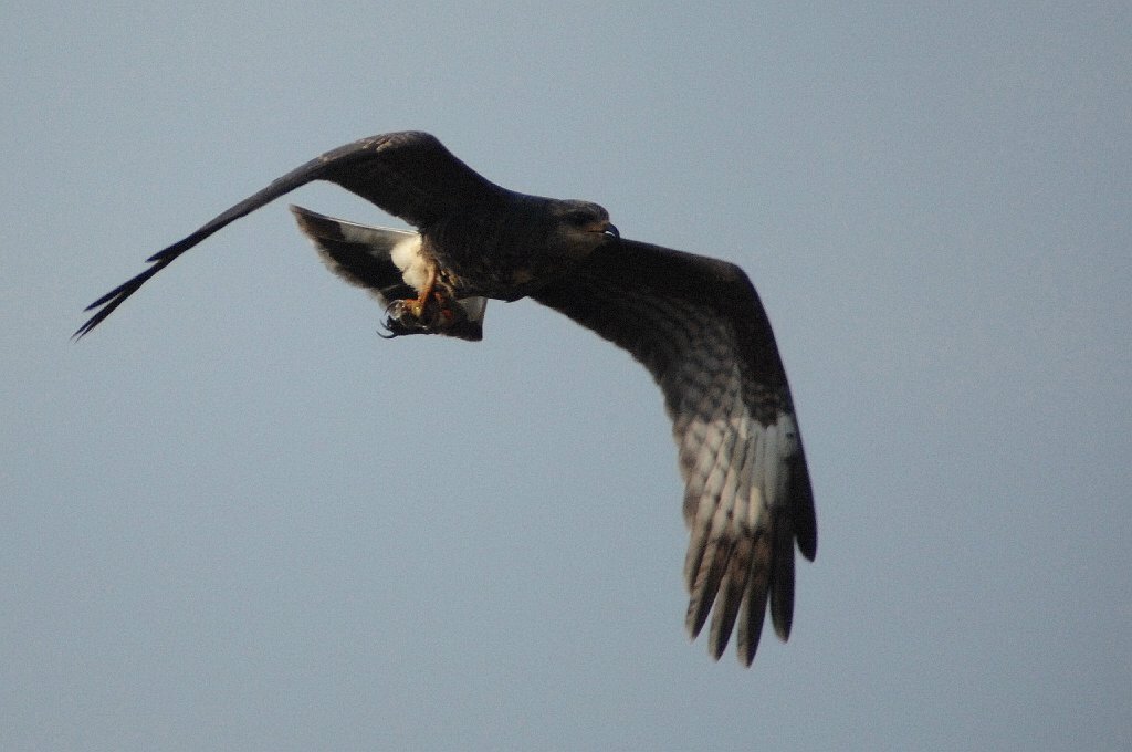 Hawk, Snail Kite, 2010-01155952 Loxahatchee NWR, FL.JPG - Snail Kite. Loxahatchee National Wildlife Refuge, FL, 1-15-2010